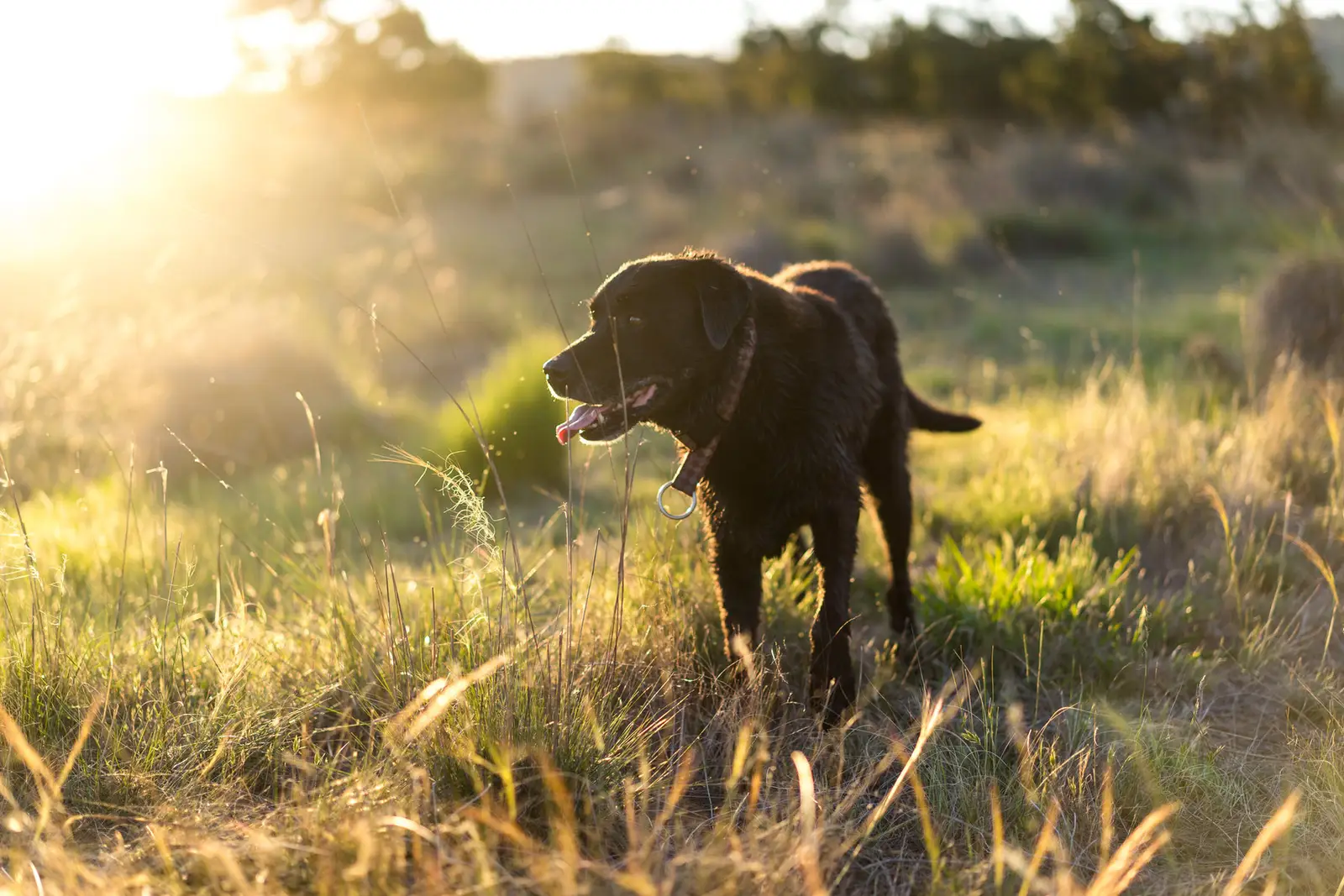 Hund im Gras im Abendlicht